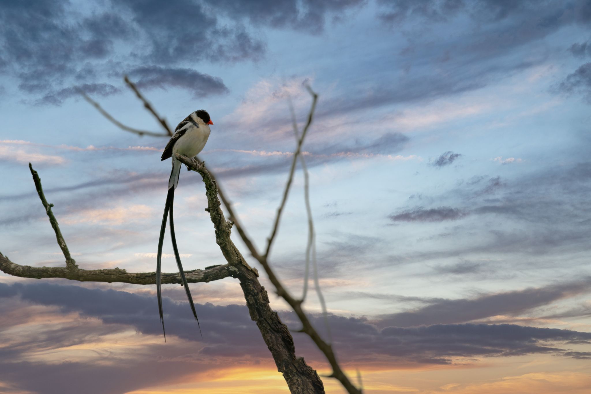Männliche Dominikanerwitwe in ihrem Brutkleid, aufgenommen im Hluhluwe Umfolozi Park